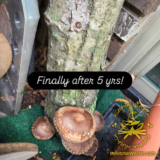 Home-Grown Shiitake Image / やっとしいたけが！ 画像